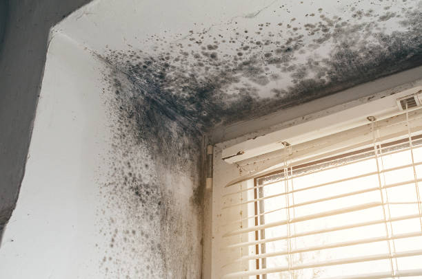 Affordable Black Mold Remediation solutions in Bainbridge, GA