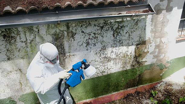 Top rated local Black Mold Remediation specialists in Bainbridge, GA